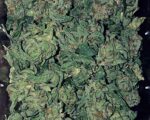 Buy Jamaican Pearl Weed in USA