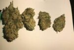 Buy Critical kush in USA