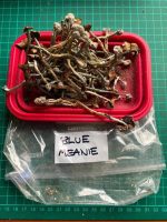 Buy Blue Meanie Mushroom online